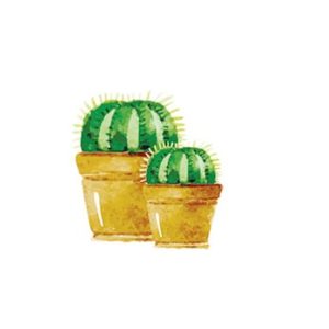 poster cactus bol